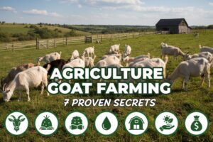 Agriculture Goat Farming